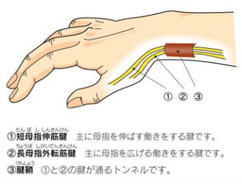 親指につながる２つの腱（短母指伸筋腱と長母指外転筋腱）のイラスト