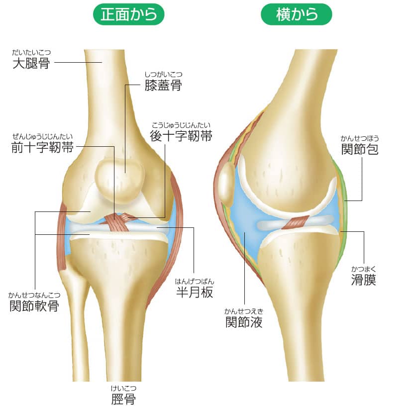 正面と横の膝関節のイラスト