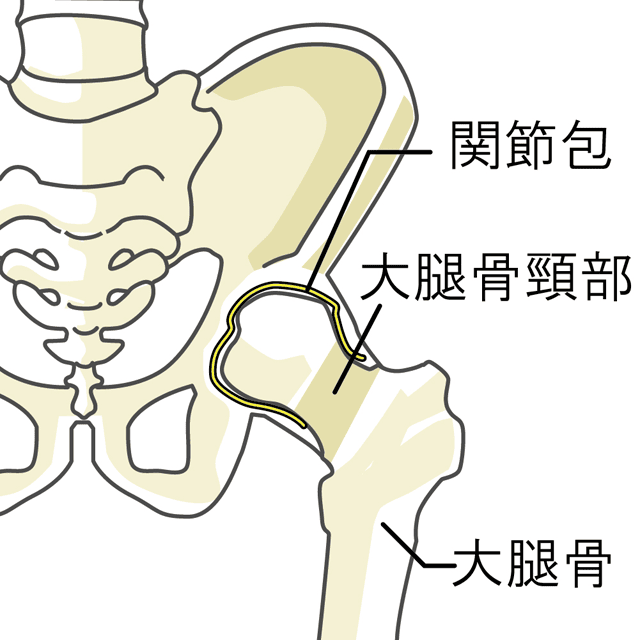 正常な股関節のレントゲン
