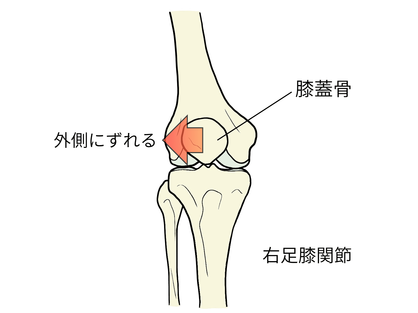 膝関節の主要な靭帯のイラスト