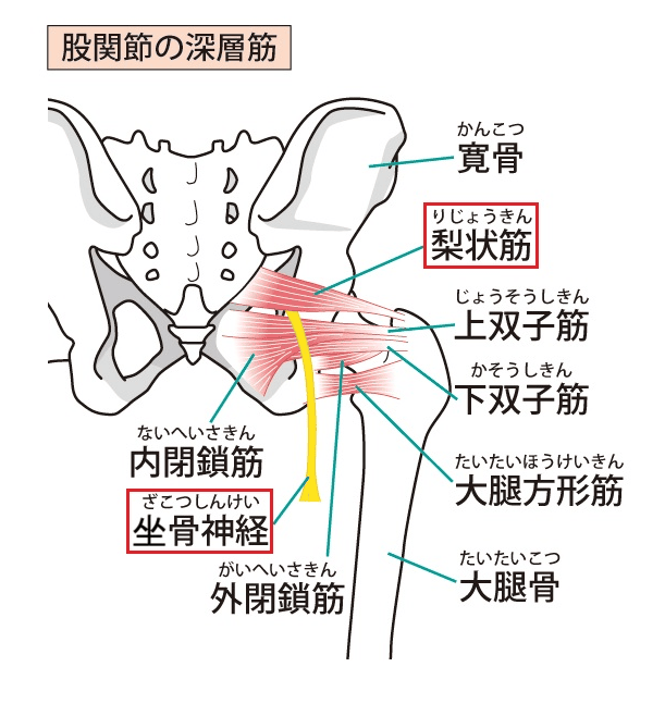 股関節の深層筋のイラスト